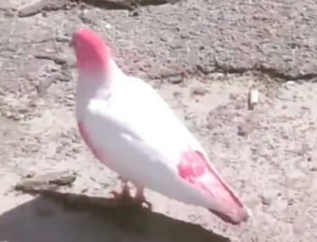 Нововолинськом розгулює рожевий голуб. Відео