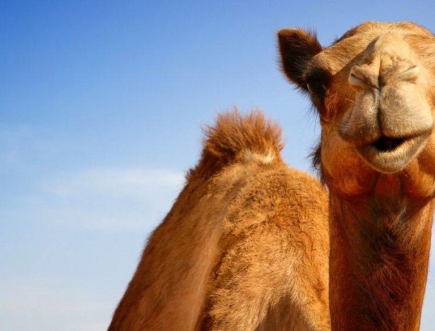 У Саудівській Аравії з конкурсу краси вигнали 12 верблюдів через ботокс