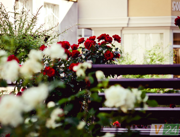 Трояндовий сад у центрі Луцька. ФОТО