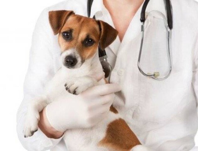 У Ковелі на стерилізацію собак виділили два мільйони гривень