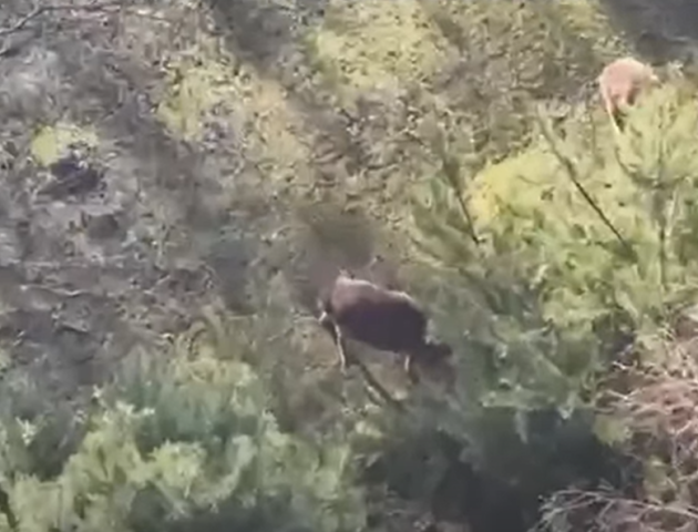 На Волині чоловік незаконно тримав у вольєрі оленів