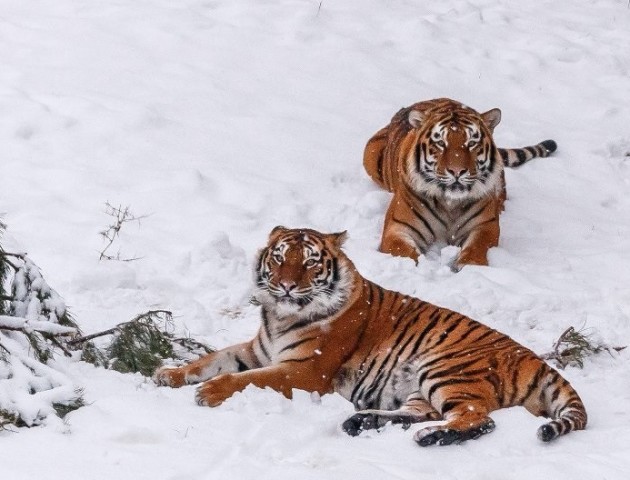 Луцький зоопарк показав, як тигри грають у снігу. ФОТО