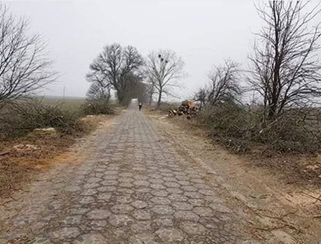 На Волині вирізали ясени і тополі вздовж дороги, яку проклали Радзивілли