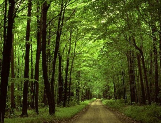 Земельний податок на ліс призведе до здорожчання деревини, – лісівники