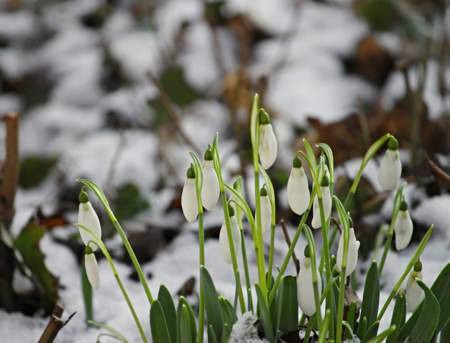 Весняне тепло: якою буде погода у Луцьку у понеділок, 18 лютого