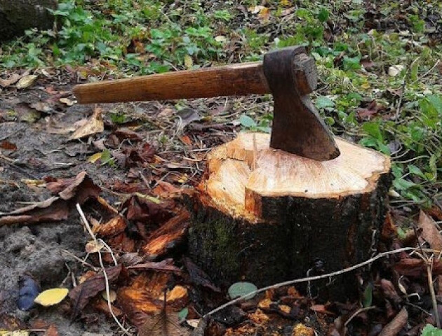 Судитимуть волинянина, який незаконно рубав дерева в «Цуманській пущі»