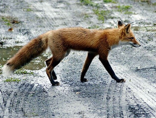 Напала скажена лисиця. У Ковелі – карантин