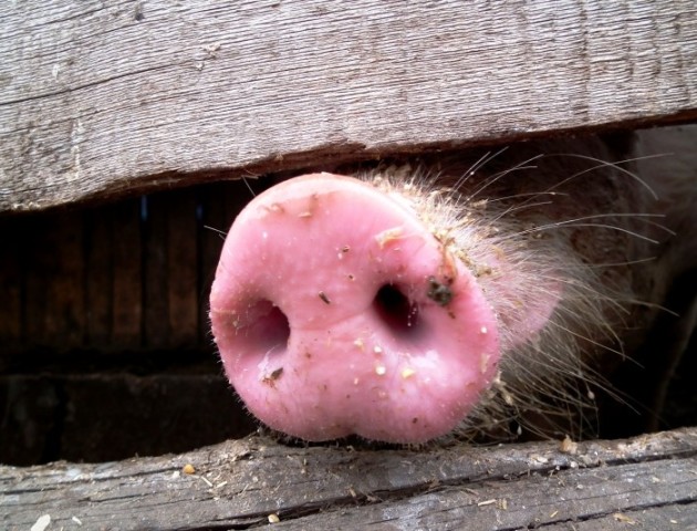 Ветеринари поховали свиню, яку знайшли на березі Стира