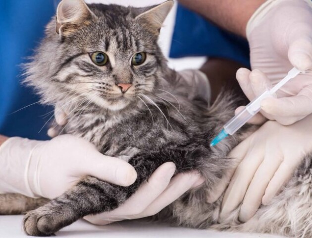 У Луцьку безплатно вакцинуватимуть домашніх тварин