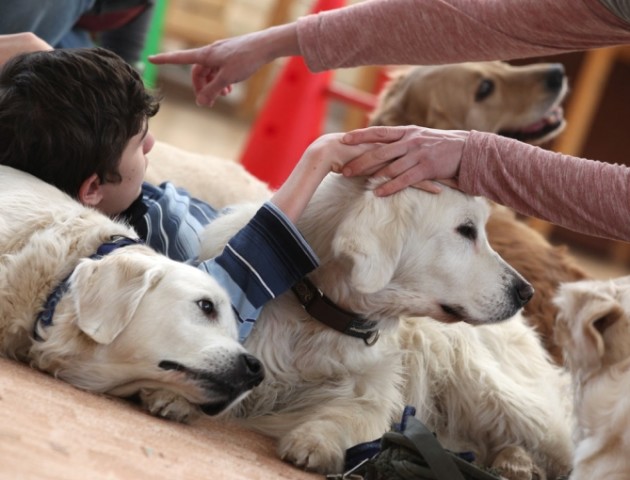 Собаки, які лікують: у Луцьку узялися розвивати каністерапію. ВІДЕО