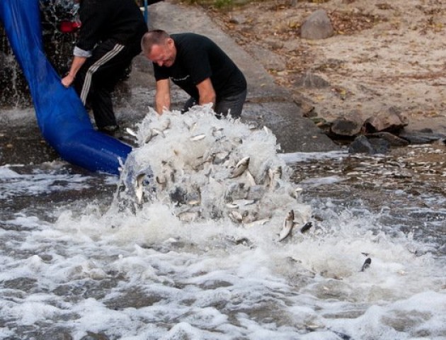 У волинські водойми запустили 6 тонн риби