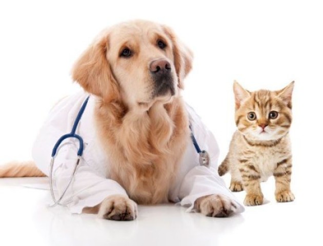 На ветеринарну медицину просять виділити більше 5 мільйонів
