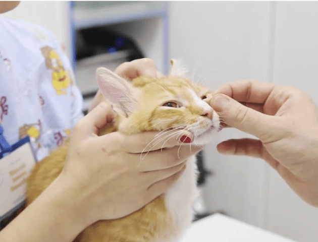 Чому важлива гігієна кота