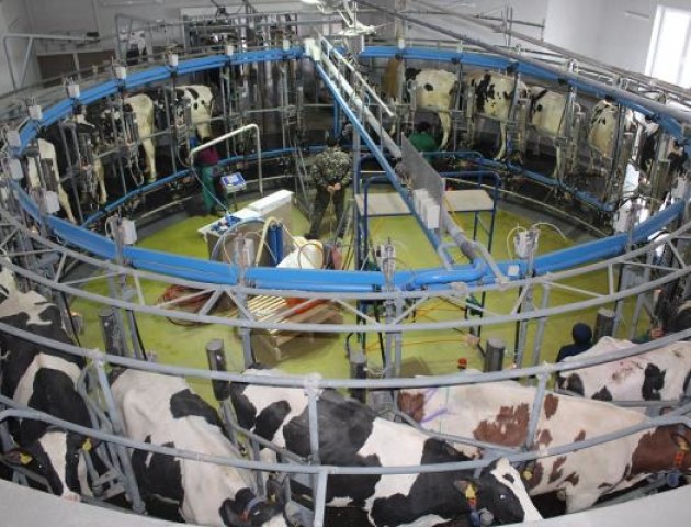 Доять 140 корів за годину: як працює сучасний молочний комплекс на Волині. ФОТО, ВІДЕО
