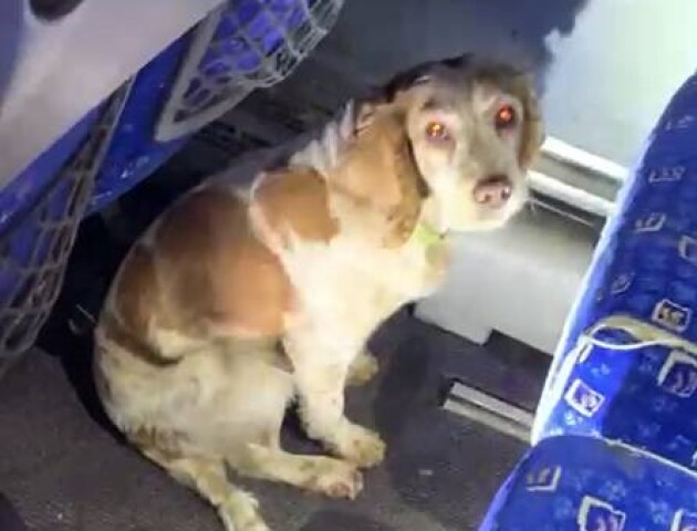 У «Ягодині» в пасажира автобуса службовий пес винюхав «травичку». ФОТО
