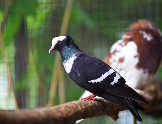 У Луцькому зоопарку оселилися голуби з-під Бахмута