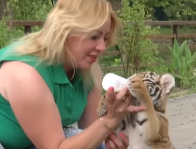 Як у Луцькому зоопарку виходжували тигреня, від якого відмовилася мати. ВІДЕО