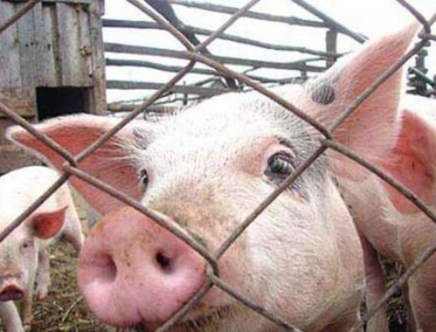 Неподалік Волині свині масово хворіють на африканську чуму