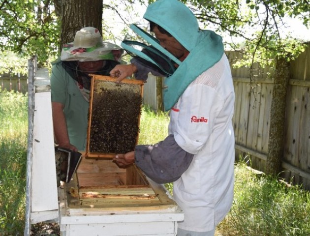 Як на Волині збирають мед у лісі