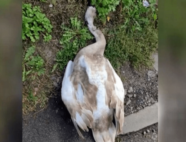 У Луцьку знайшли вбитого лебедя