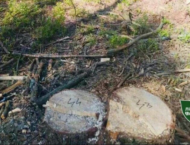 У волинському лісі виявили 90 пеньків свіжозрубаних дерев
