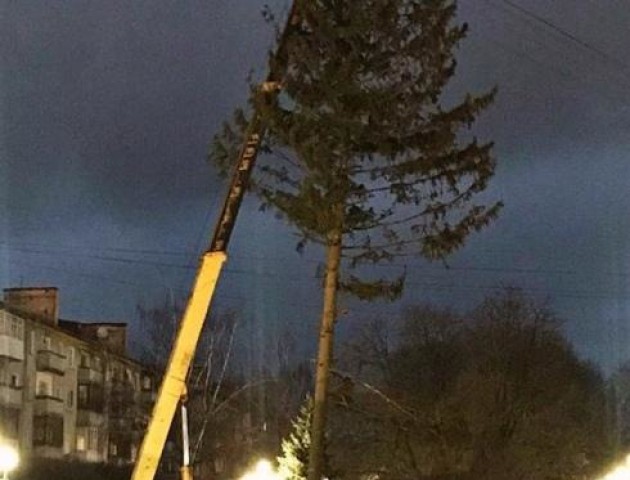 У Рівне привезли головну ялинку міста. Місцеві - не в захваті. ВІДЕО