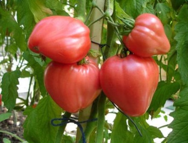 Волинянка навчилася вирощувати помідори, які дають півкілограмові плоди