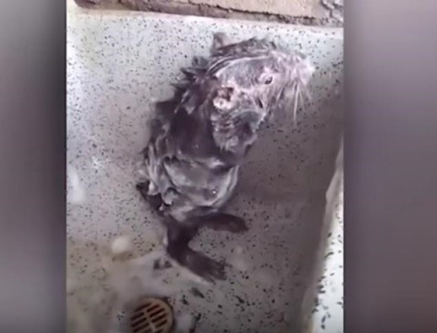 У мережі з'явилося відео милого щура, який миється наче людина. ВІДЕО