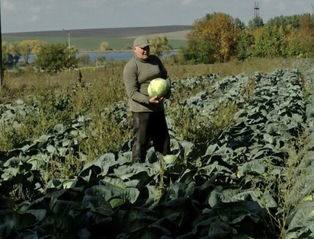 Волинський фермер сам вирощує та квасить капусту для армії. ВІДЕО