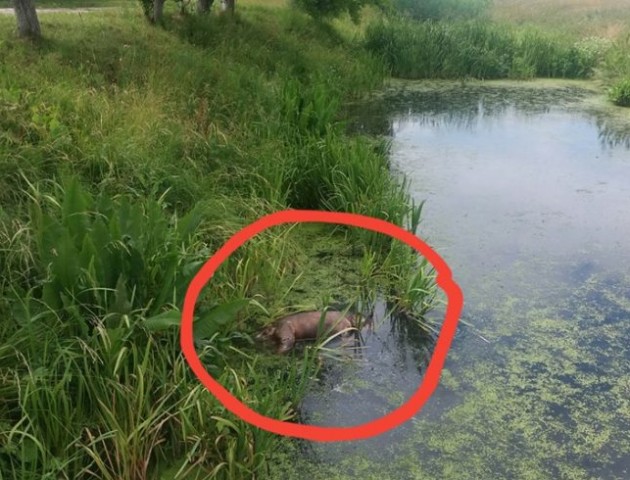Знайдена у канаві на Волині свиня загинула не від африканської чуми