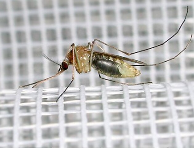 Як захиститися від комарів, або Вибираємо москітну сітку. БЛОГ