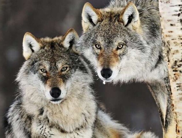 У лісах Волині побільшало тварин через заборону полювання під час воєнного стану