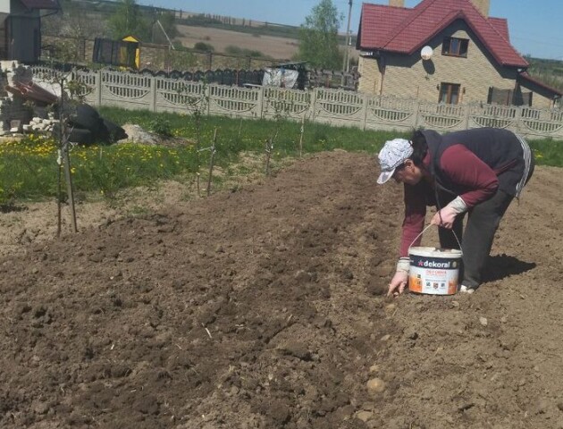 «Пік» на картоплю, всі записуються в чергу: волиняни активно садять городи. ФОТО