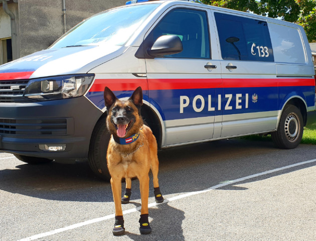 Поліцейських собак взули через аномальну спеку