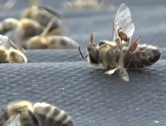 Загибель бджіл на Волині: пасічники судитимуться з аграріями. ВІДЕО