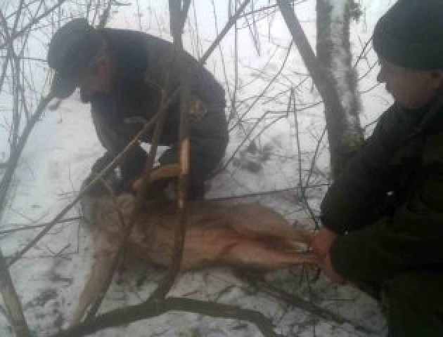 На Волині лісівники врятували козулю, яка потрапила у пастку. ФОТО