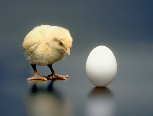Вчені з Канади вирішили загадку курки і яйця