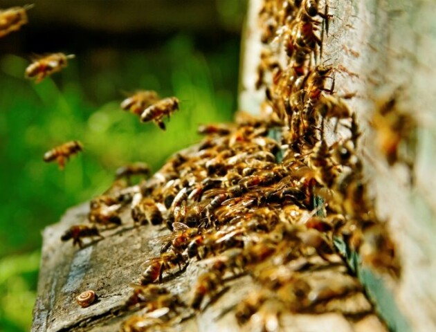 У селі поблизу Луцька двох жінок покусали бджоли: їх стан – важкий