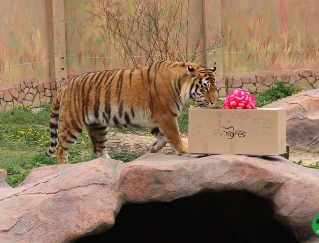 Як у Луцькому зоопарку відсвяткували день народження тигрів. ФОТО