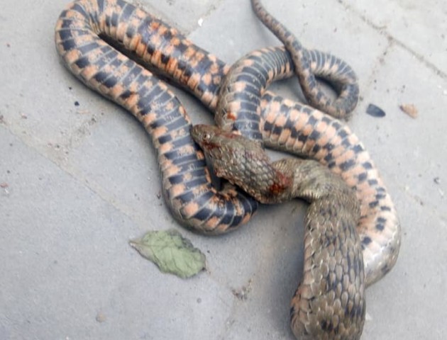 На подвір’ї в Луцьку зловили величезну змію. ФОТО