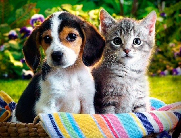 В Україні пропонують заборонити продаж котів та собак