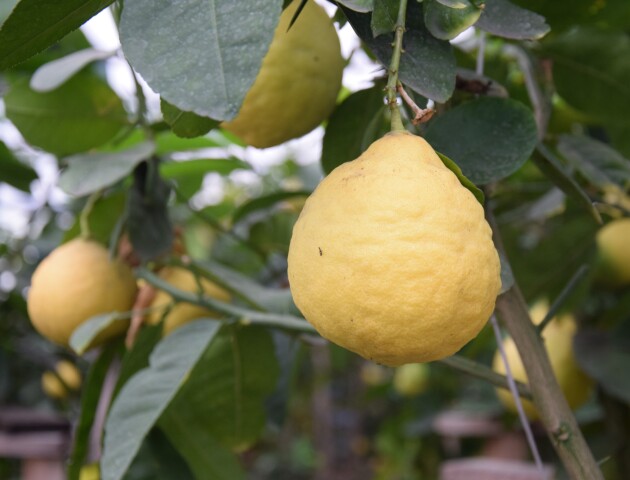 До березового соку: у Маневицькому лісгоспі дозріває урожай лимонів. ВІДЕО