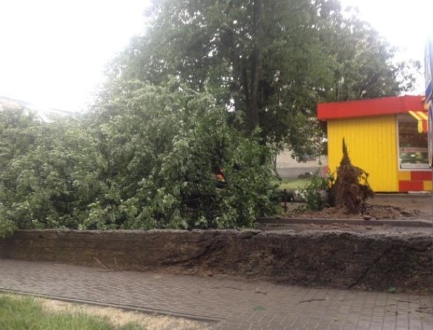 На прибирання повалених дерев у Луцьку виділили додаткові кошти
