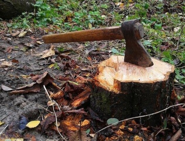 Постане перед судом волинянин, який нарубав дерев на понад 400 тисяч гривень