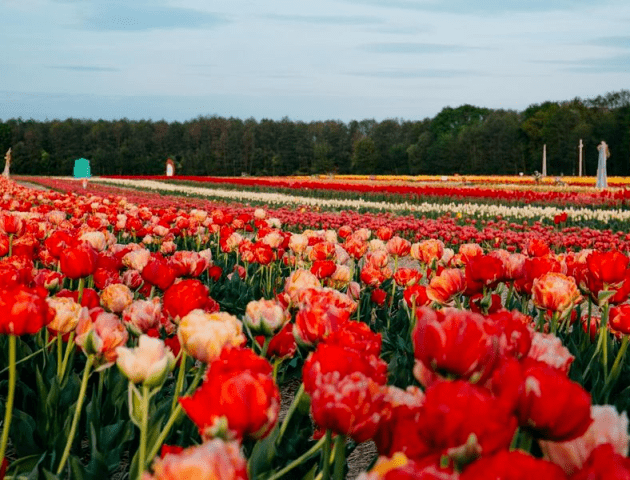 «Волинська Голландія»: відомо, коли відбудеться відкриття тюльпанового поля