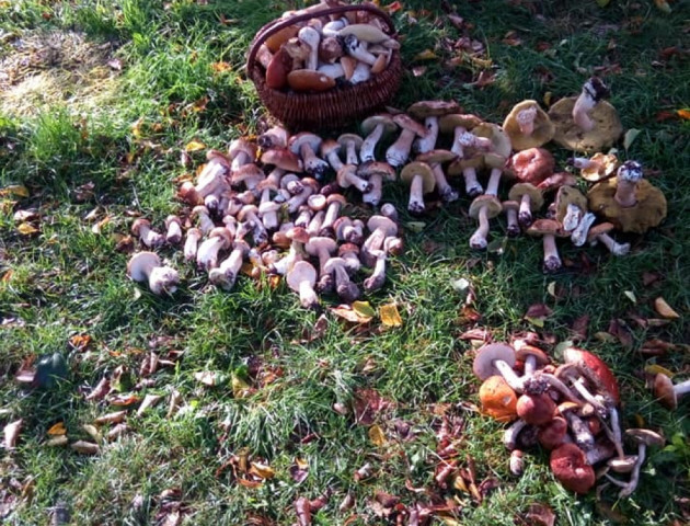 Волиняни продовжують хизуватися кошиками, повними грибів. ФОТО