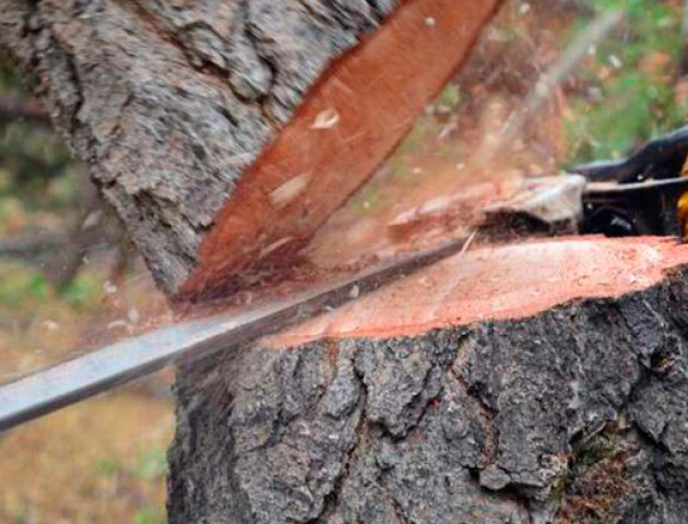 Волинянин відшкодує майже 300 тисяч гривень шкоди, завданої незаконною порубкою дерев