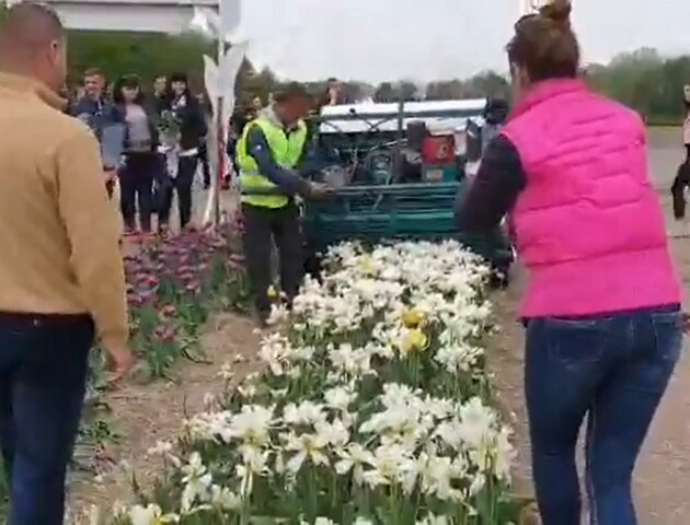 У «Волинській Голландії» зрізають тюльпани. Комбайн «стриже» вершечки, люди знімають на телефони