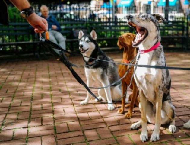 У Луцьку планують встановити 11 майданчиків для вигулювання собак