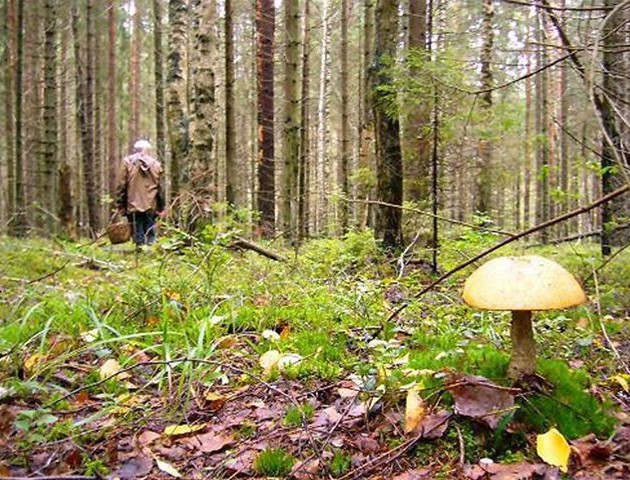 У лісі на Волині заблукали пенсіонерка та її внук